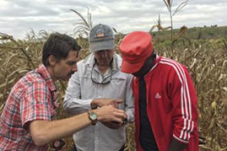 Farmers standing in a corn field studying data on a mobile device
